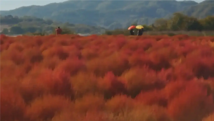 Hàn Quốc: Cỏ kochia rực rỡ ven sông Imjin
